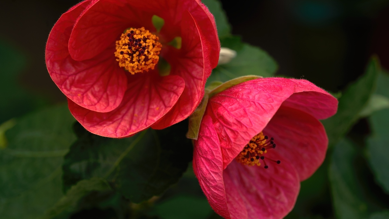 Красивый цветущий красный садовый цветок