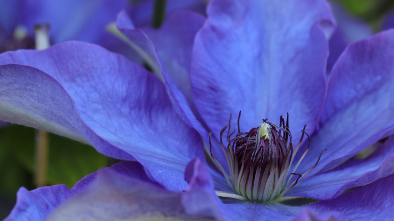 Красивый цветок синего клематиса крупным планом