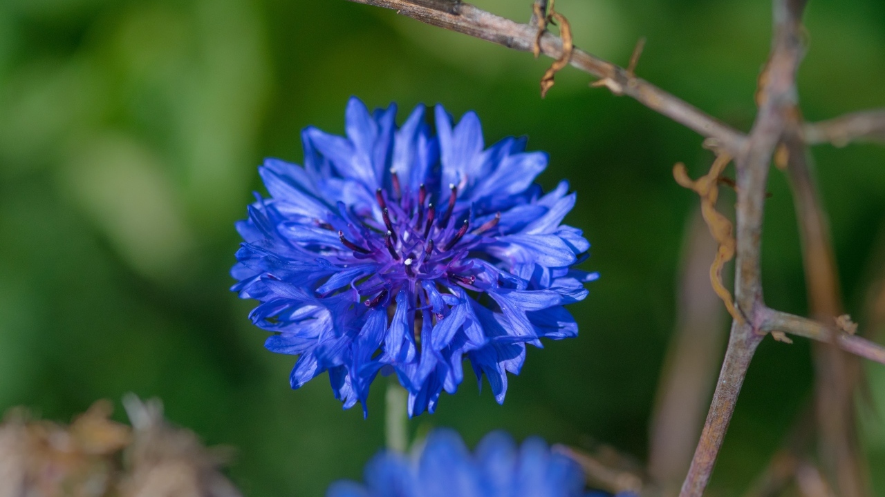 Красивый синий василек крупным планом