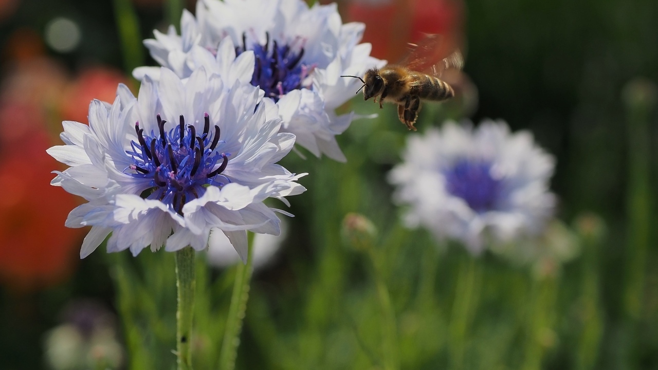 Красивые голубые цветы васильки с пчелой