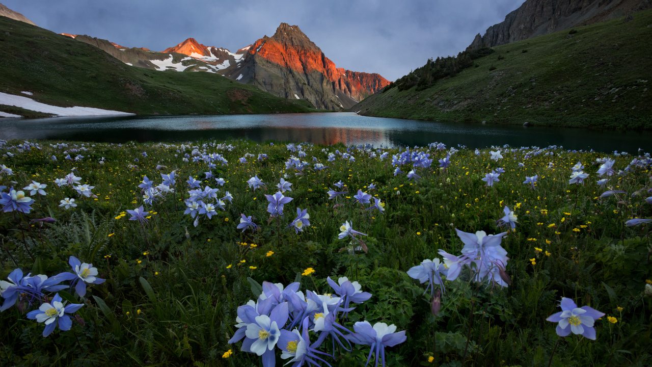 Красивые голубые цветы на фоне гор