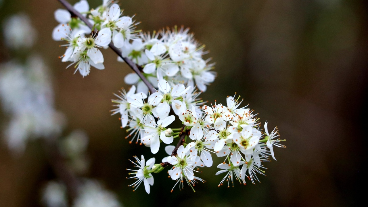 Красивая ветка с белыми цветами вишни на черном фоне весной