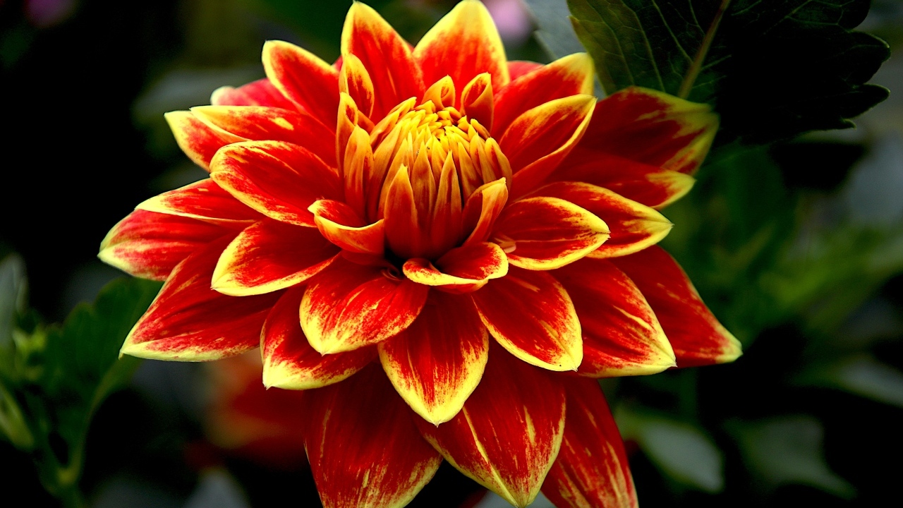 Красивая яркая огненная георгина