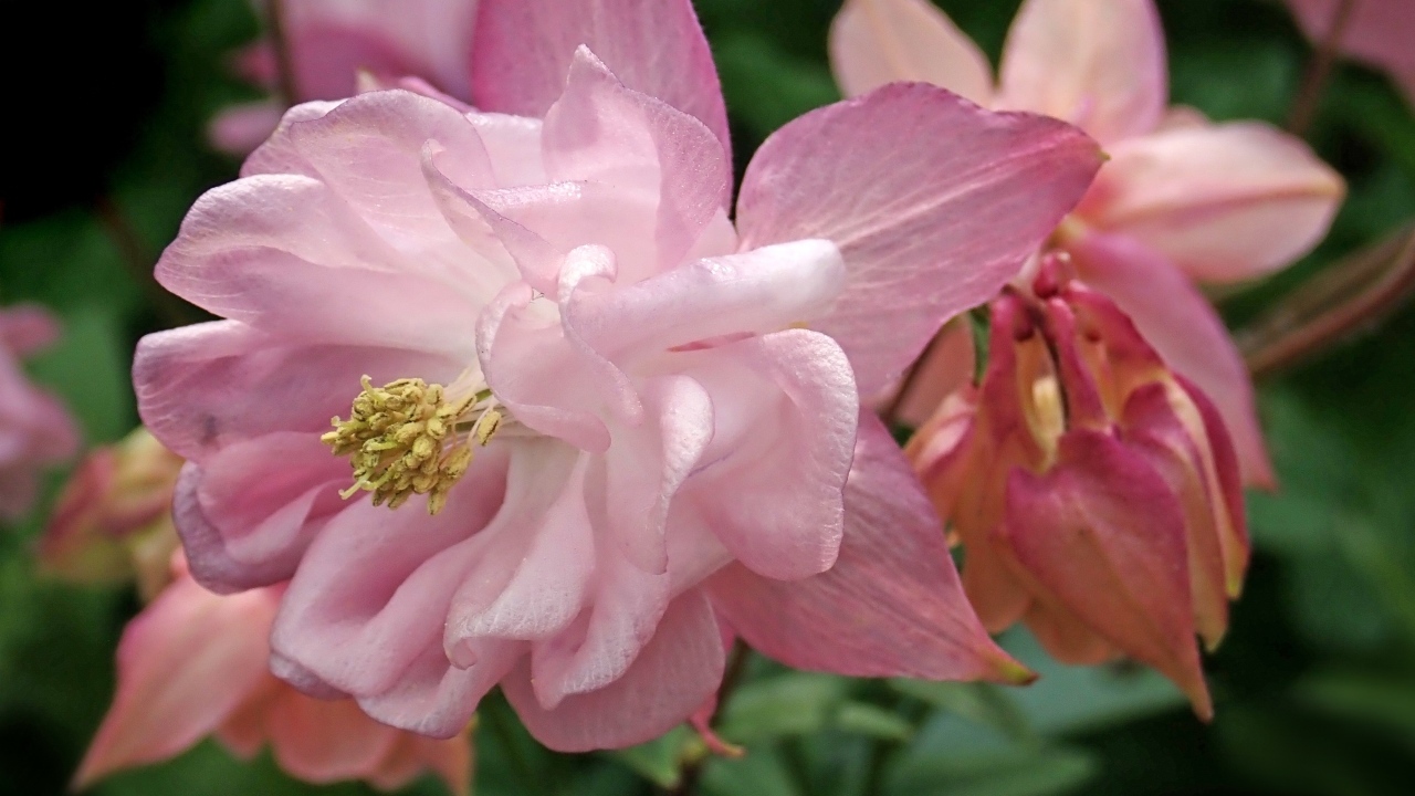 Красивый цветок водосбор крупным планом