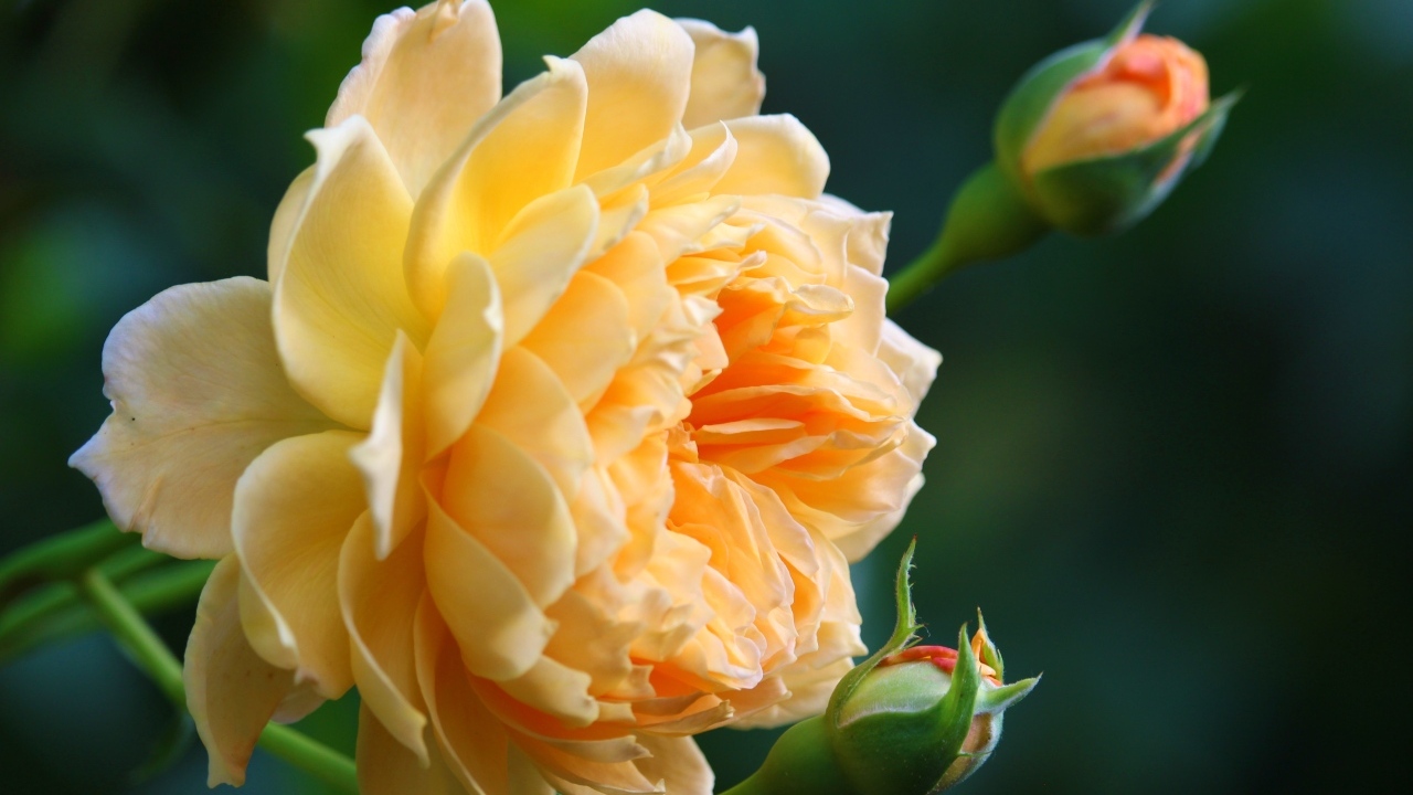 Красивая кремовая роза с бутонами роз