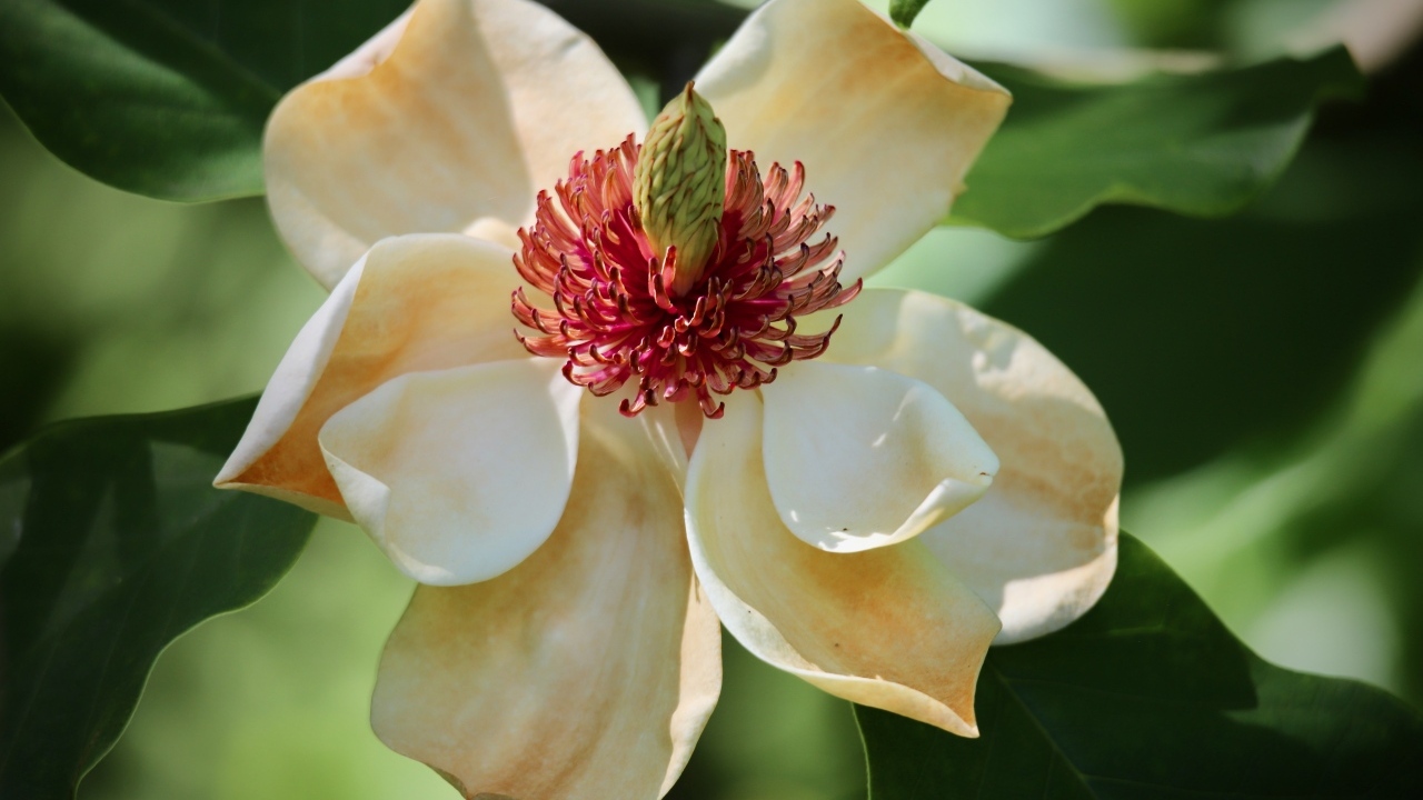 Красивая нежная кремовая магнолия