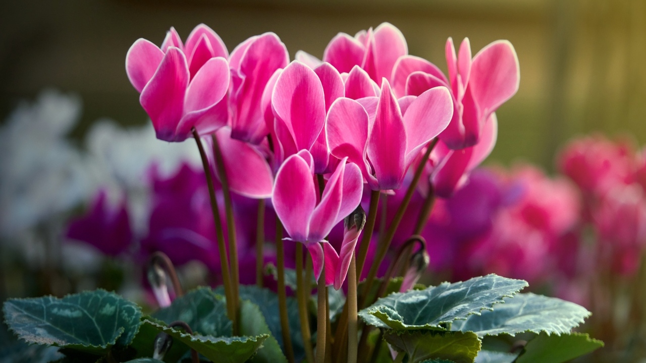 Красивые нежные розовые цветы цикламен