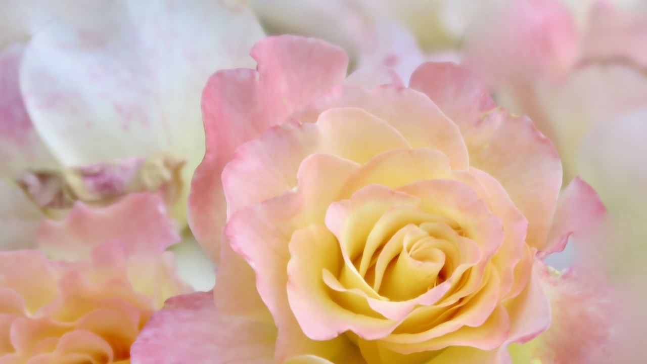 Красивая нежная розовая роза