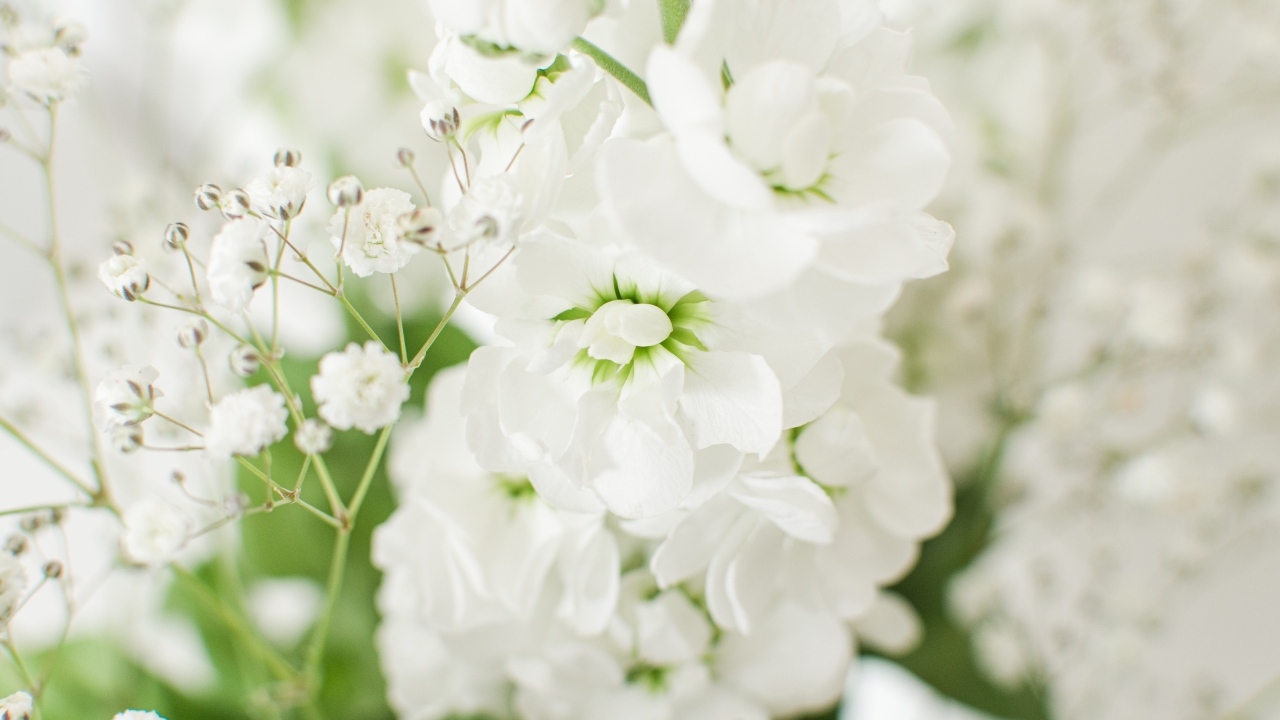 Красивый нежный белый цветок крупным планом