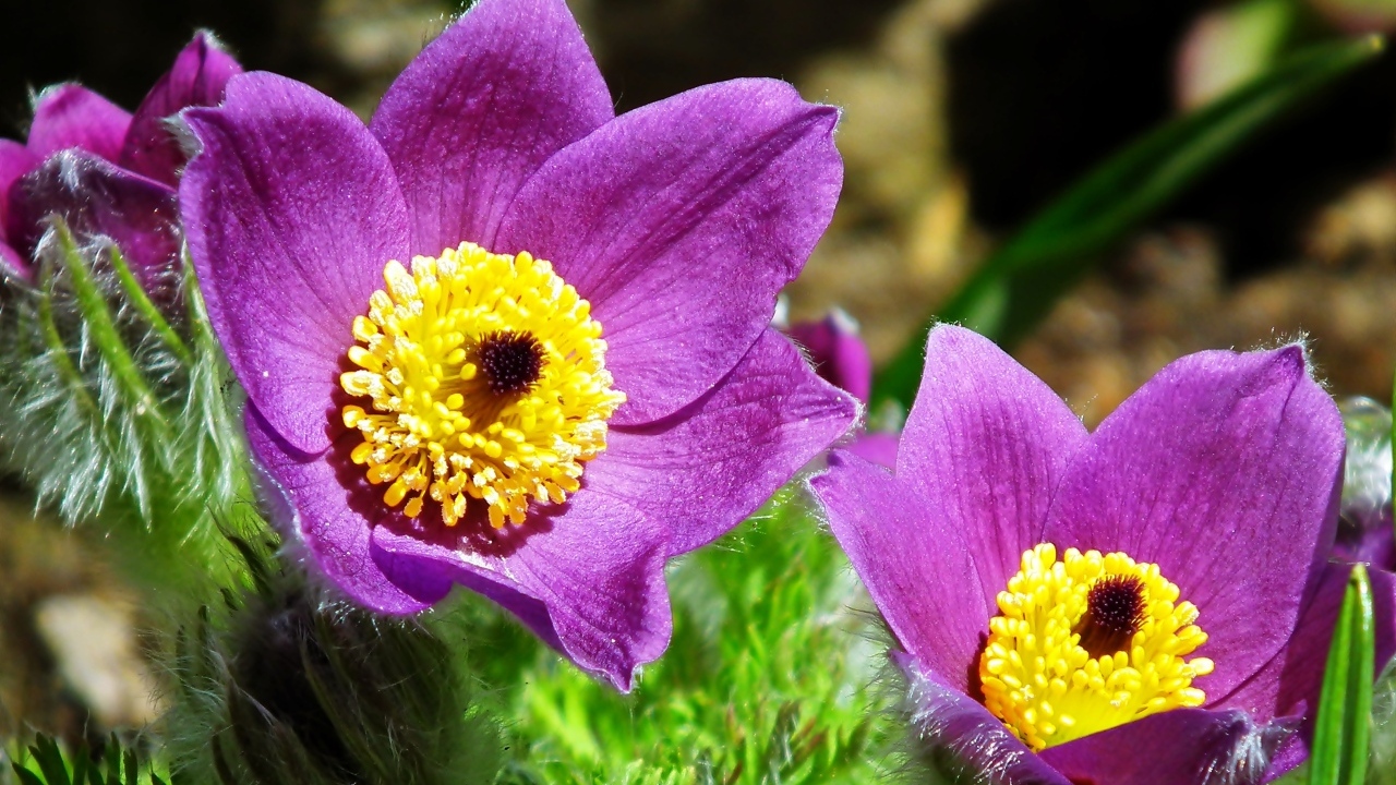 Красивые цветы прострел крупным планом