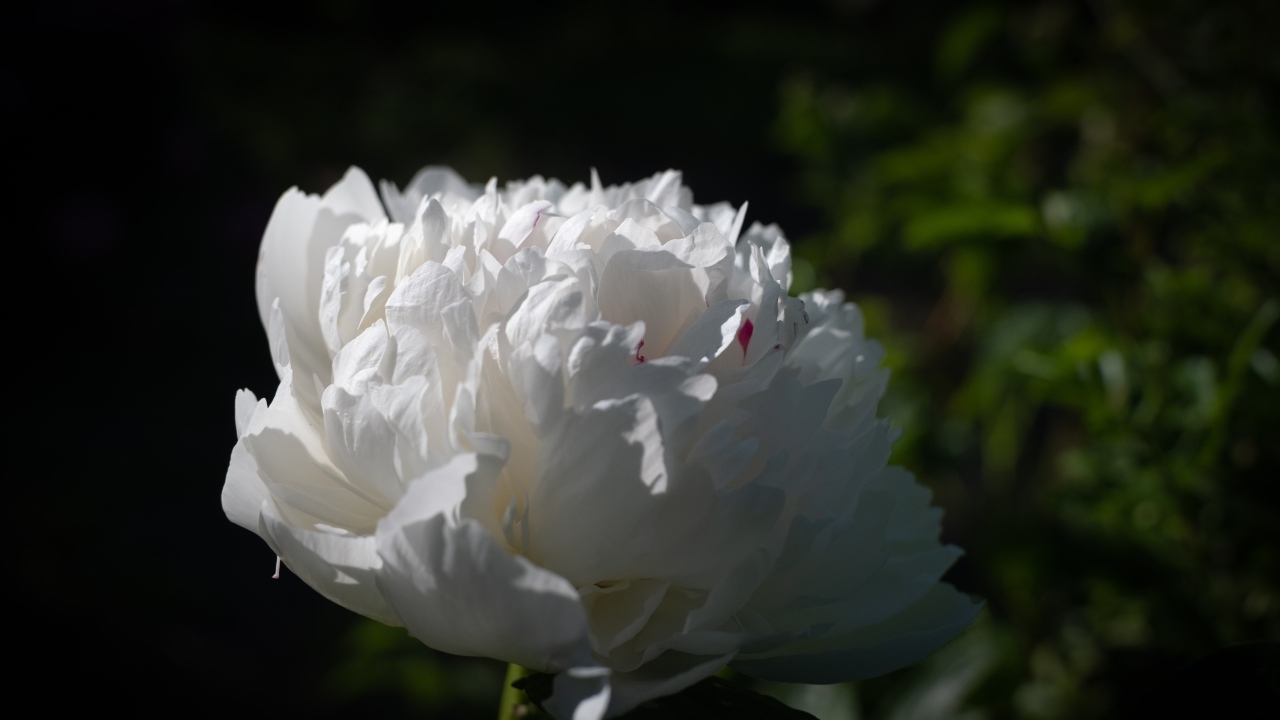 Красивый ароматный белый пион