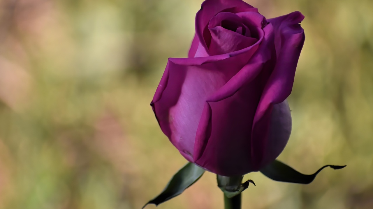 Красивая роза цвета фуксии 