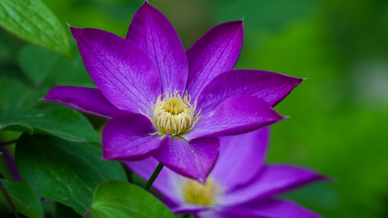 Красивые садовые клематисы вблизи