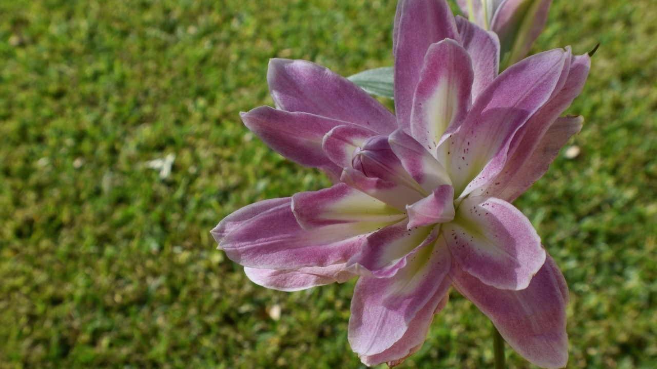 Красивая сиреневая лилия на клумбе