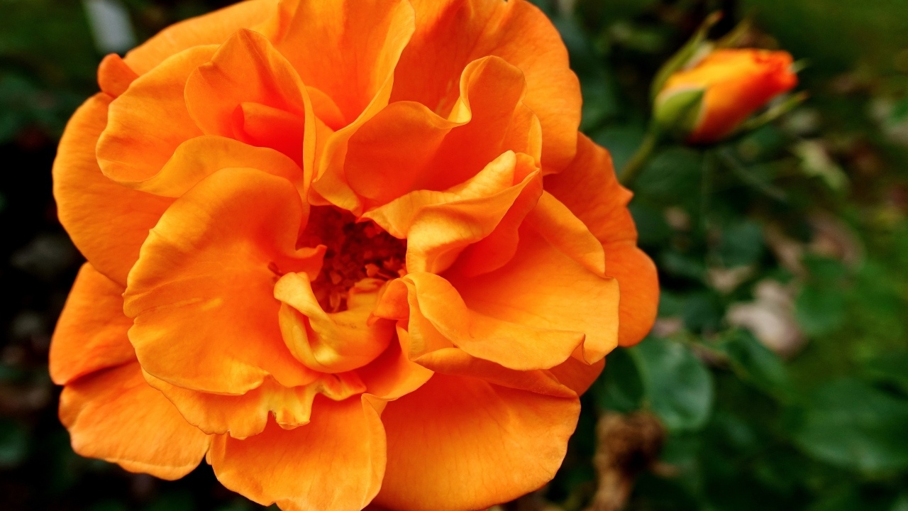 Красивая роза апельсинового цвета