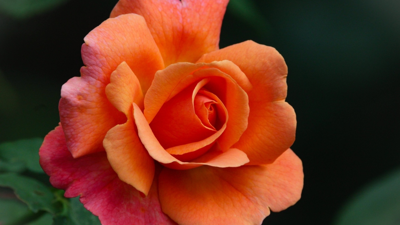 Красивый оранжевый цветок розы на клумбе