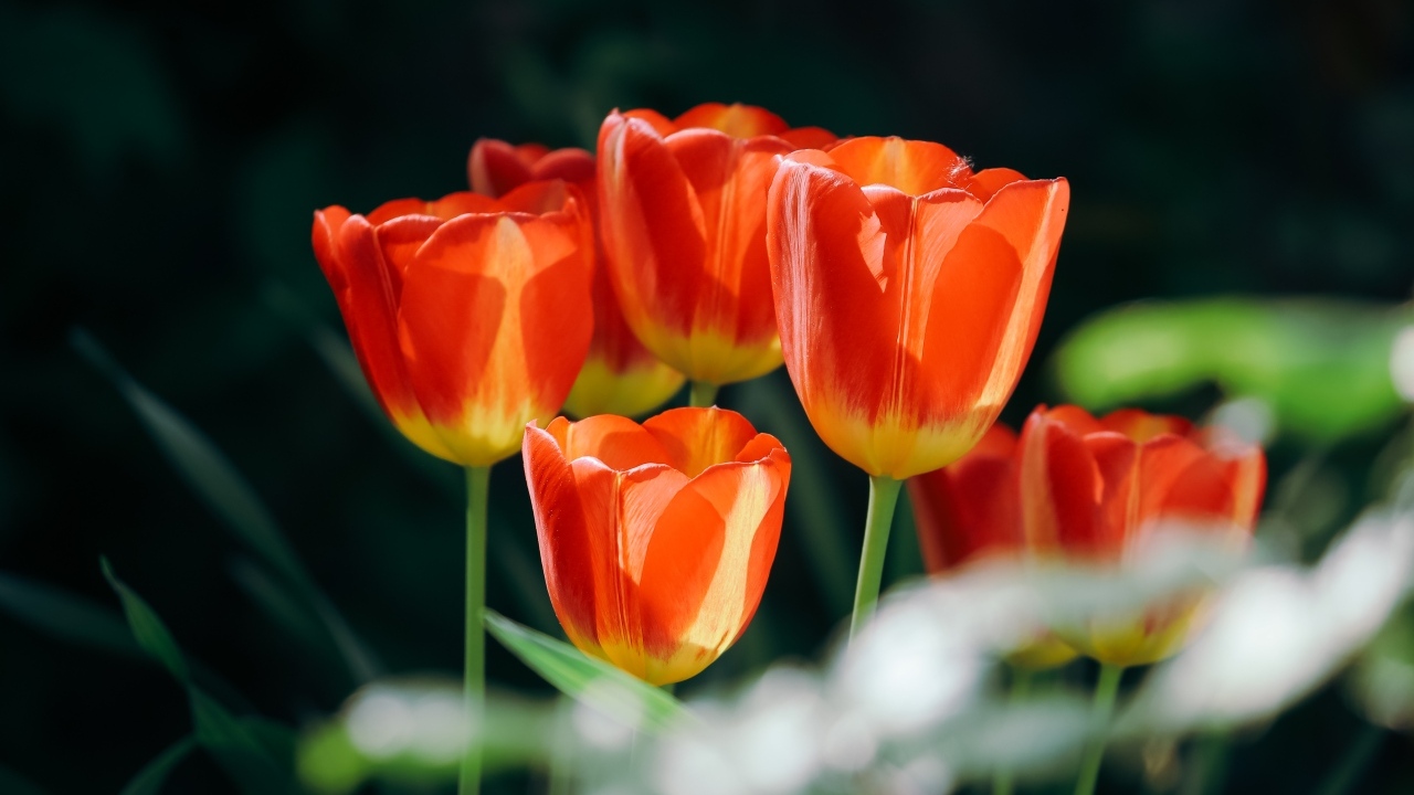 Красивые оранжевые весенние тюльпаны на клумбе