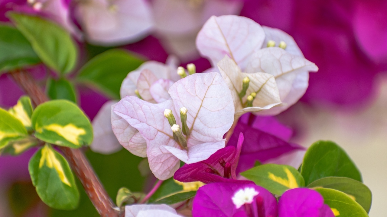 Красивые розовые цветы бугенвиллия