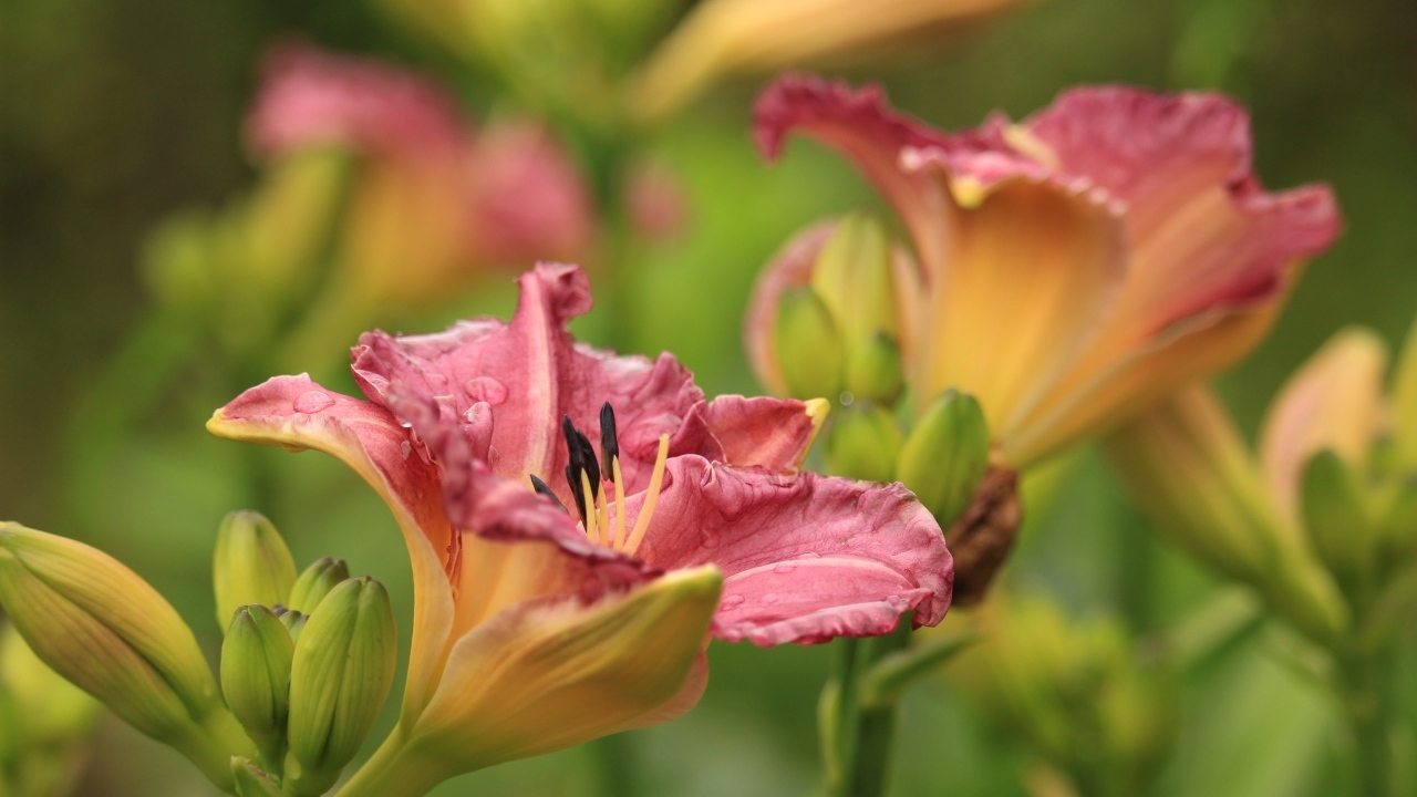 Красивые розовые цветы лилейник с бутонами на клумбе