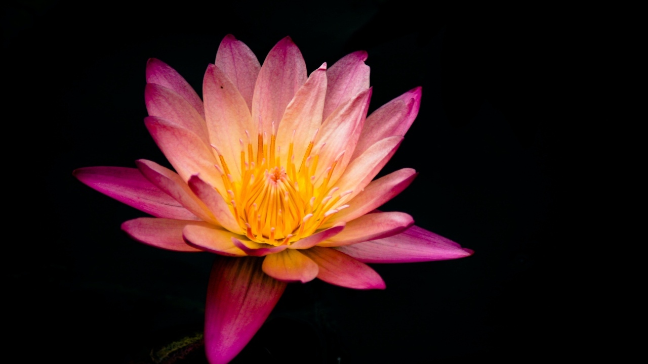 Красивый розовый цветок лотоса на черном фоне