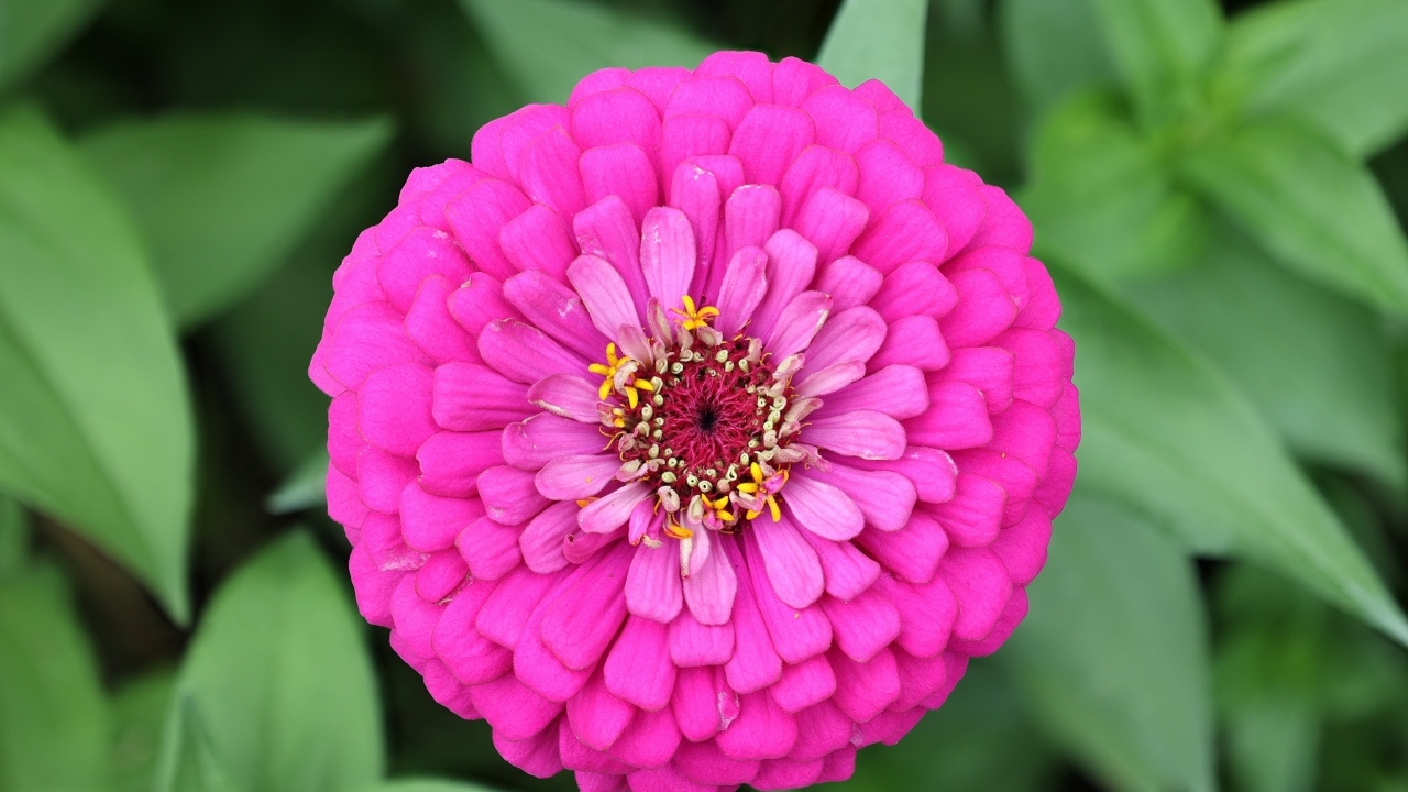 Красивый розовый пышный цветок цинния