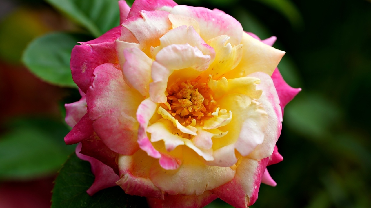 Красивая розовая роза с желтой серединкой близи