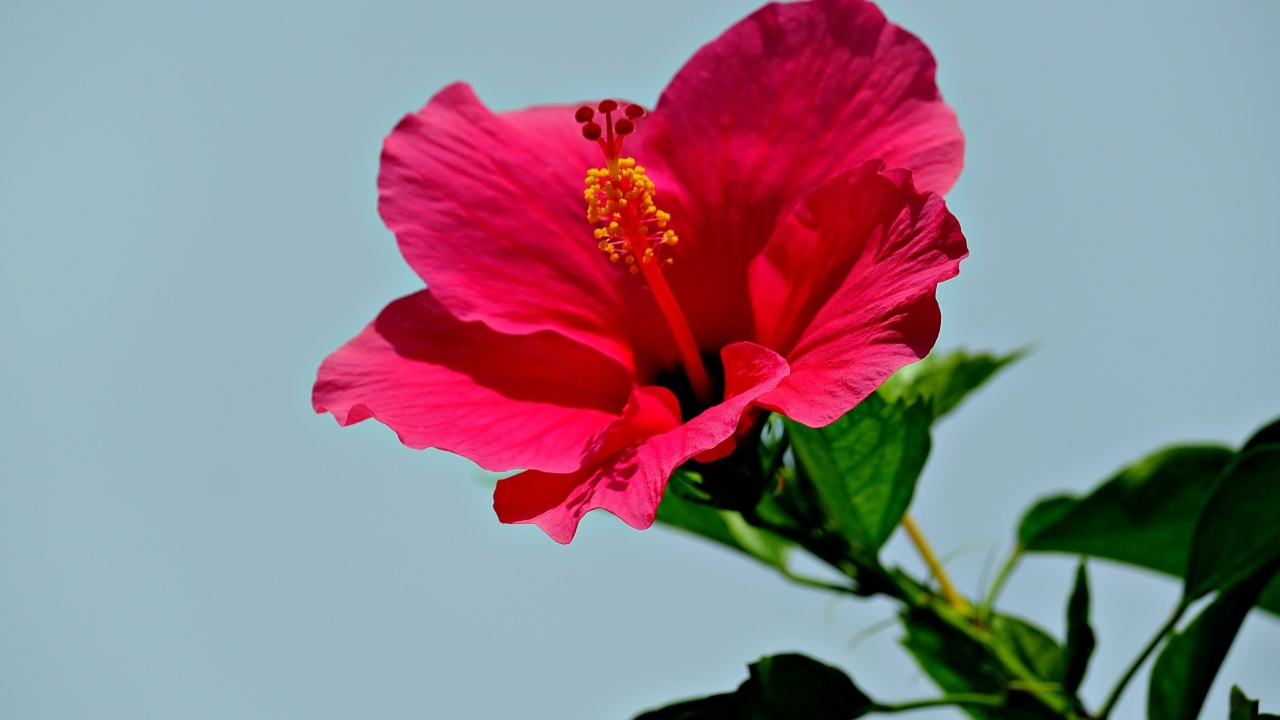 Красивый красный цветок гибискуса на голубом фоне