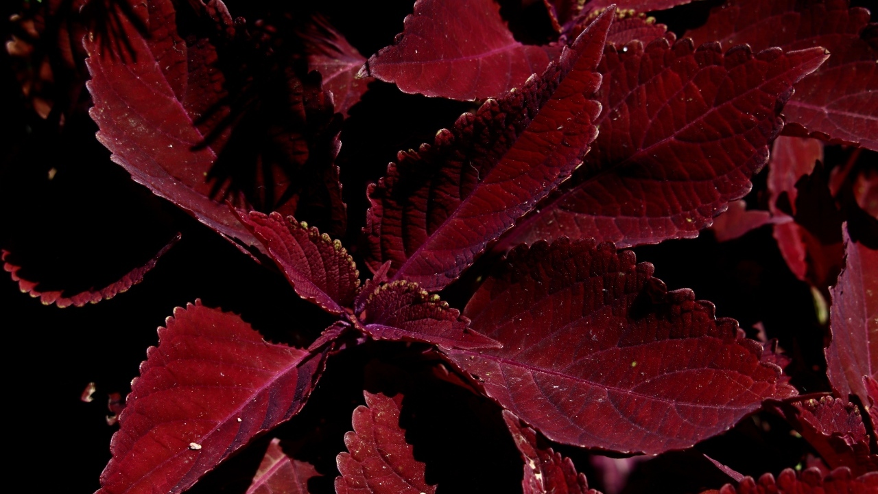 Красивый красный комнатный цветок молочай