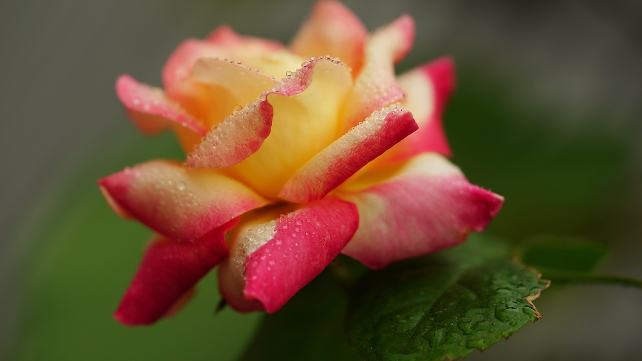 Красивая роза в каплях росы утром