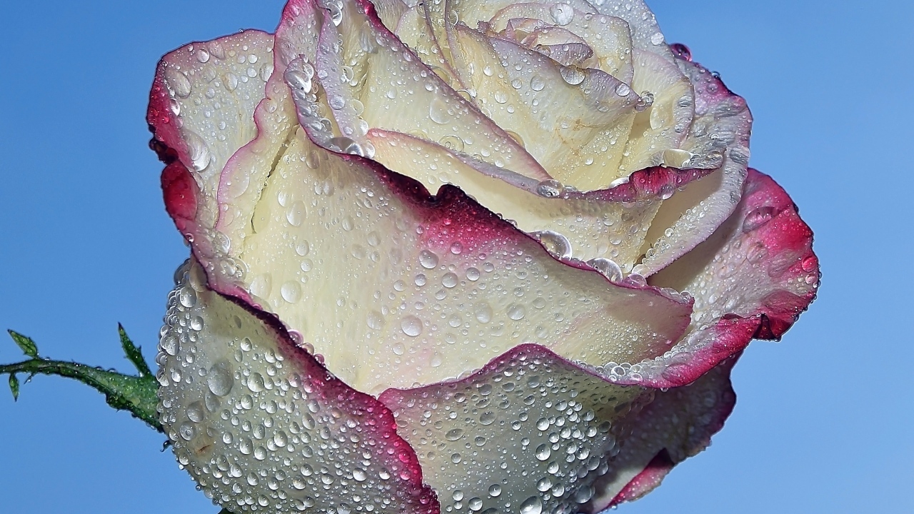 Красивая роза в каплях росы на голубом фоне