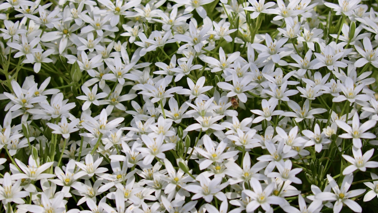 Красивые маленькие белые цветы молочница