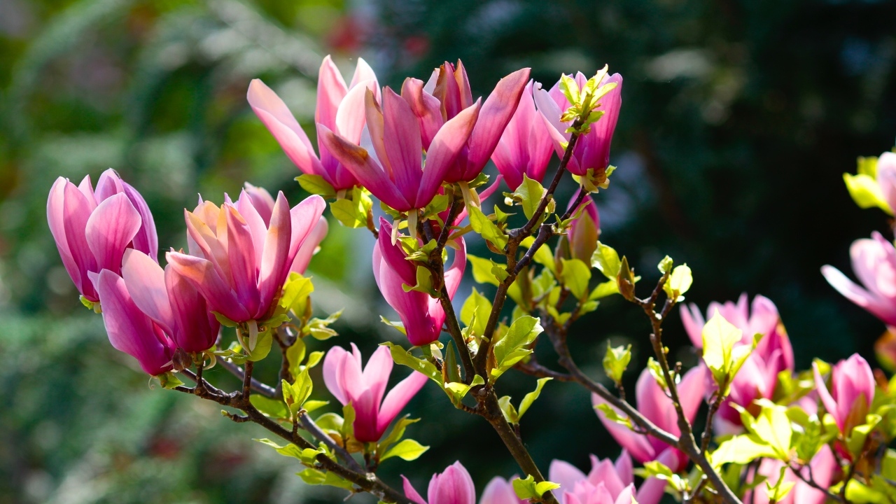 Красивые весенние ветки с цветами магнолии