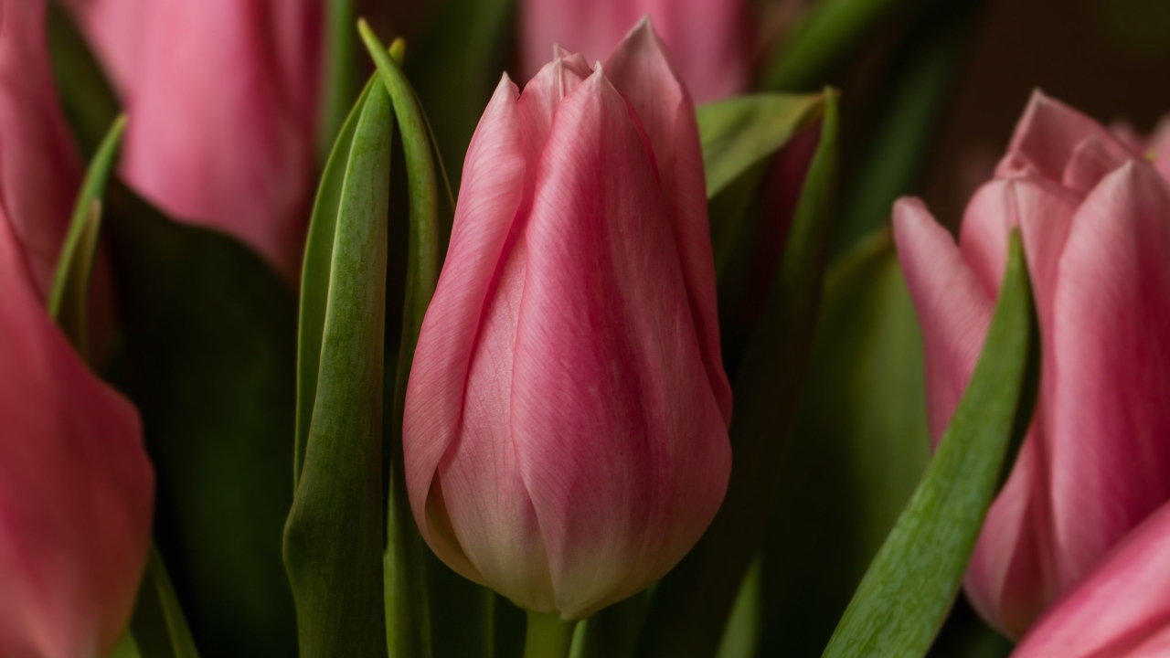 Красивые весенние розовые цветы тюльпана