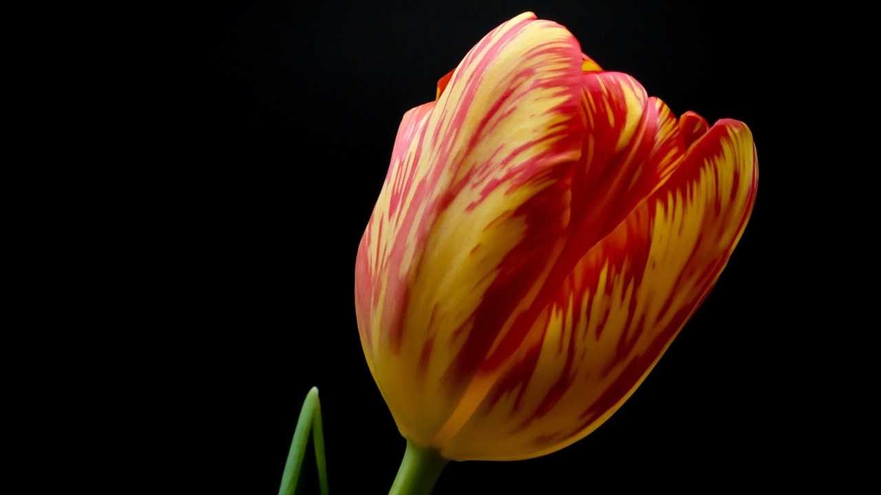 Красивый тюльпан на черном фоне