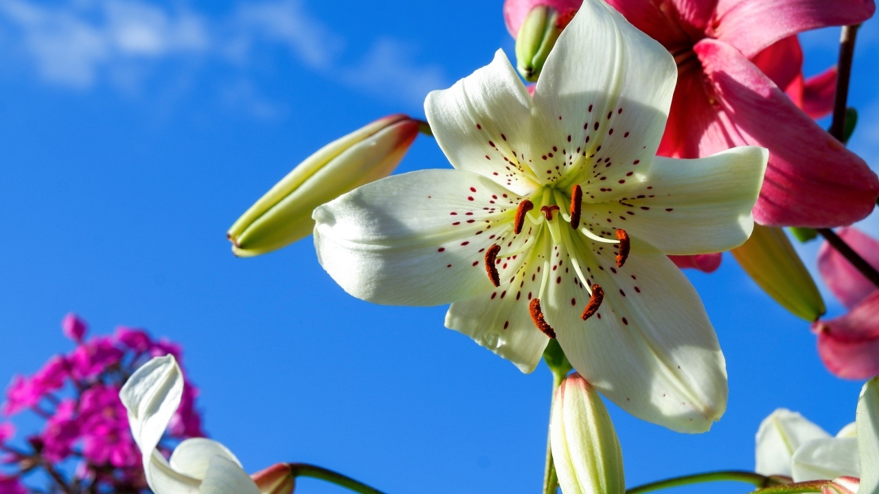 Красивые белые и розовые лилии на фоне голубого неба