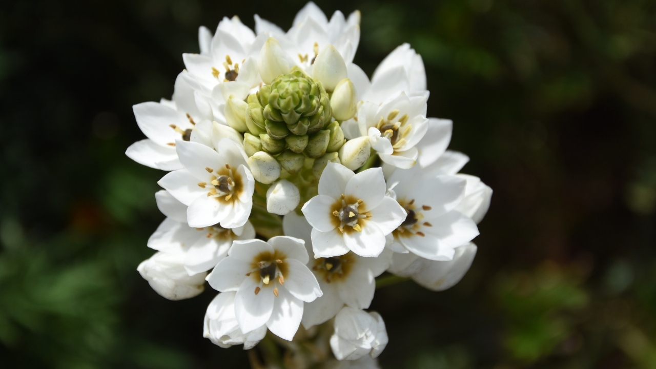 Красивый белый цветок распускается в саду