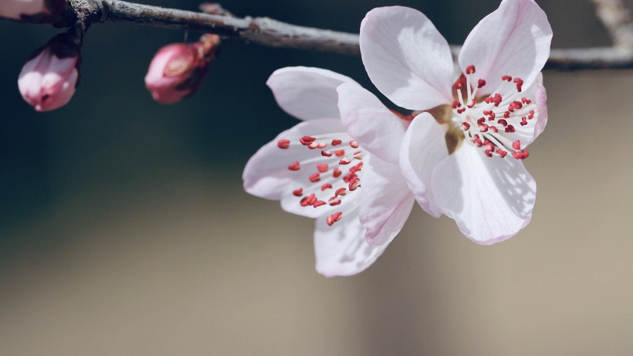 Красивые белые цветы распускаются на ветке весной