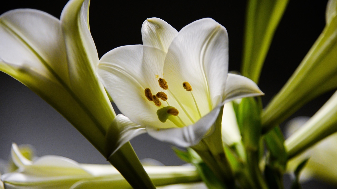 Красивые белые лилии с бутонами крупным планом