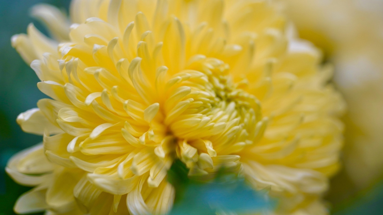 Красивый желтый цветок хризантемы крупным планом