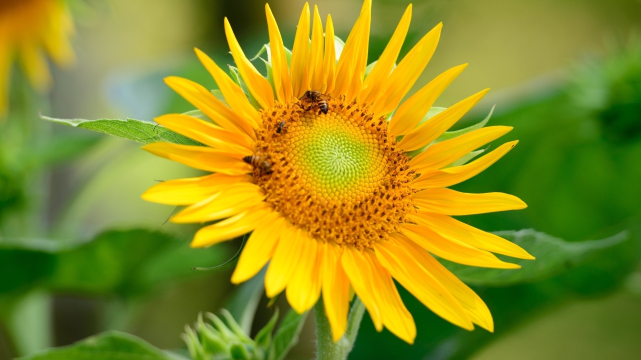 Пчелы опыляют большой желтый подсолнух