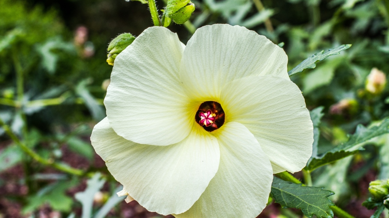 Бежевый цветок гибискуса на клумбе