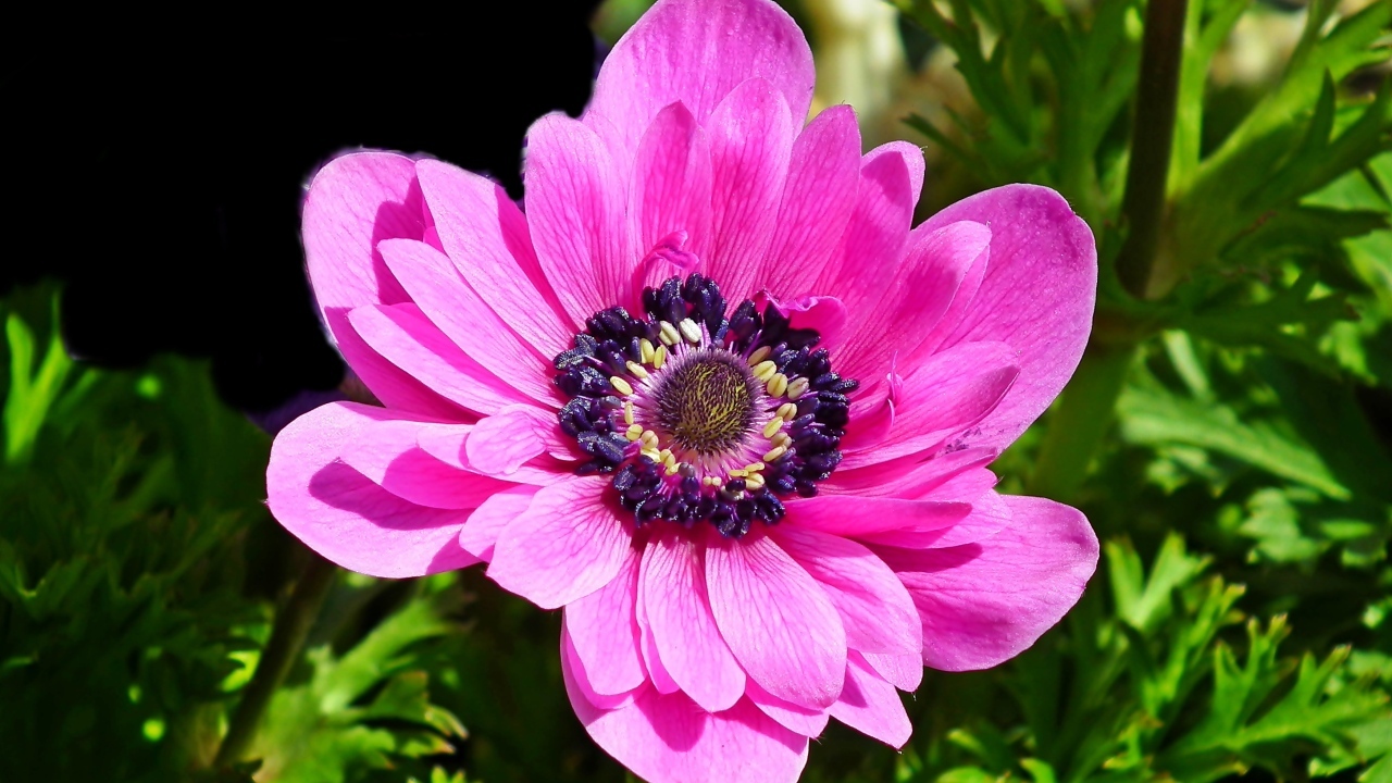 Большой розовый цветок анемоны крупным планом