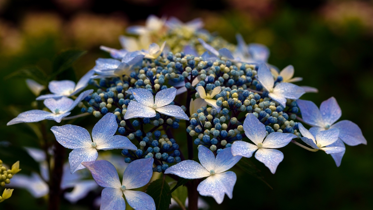 Распускающийся цветок гортензии