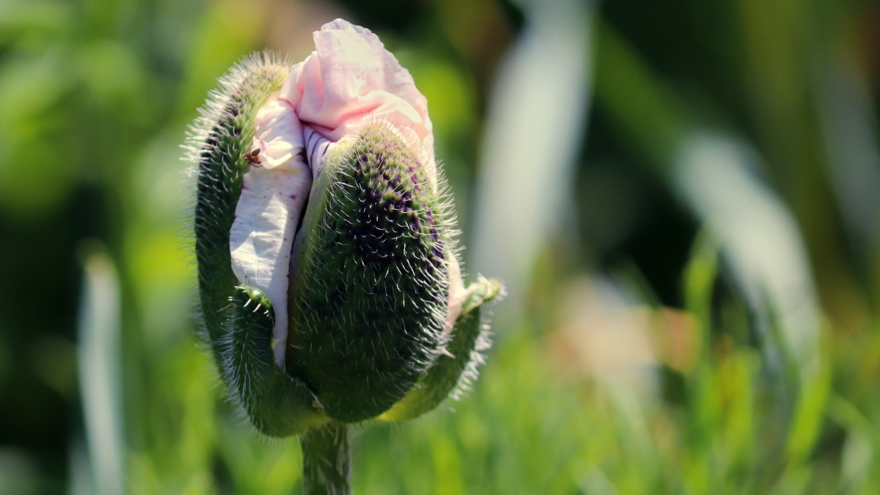 Распускающийся розовый цветок мака