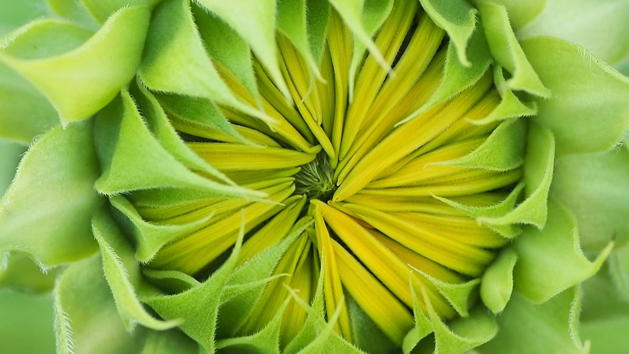 Распускающийся цветок подсолнуха