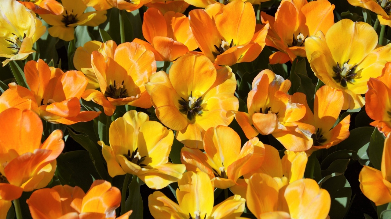 Распустившиеся оранжевые тюльпаны на клумбе