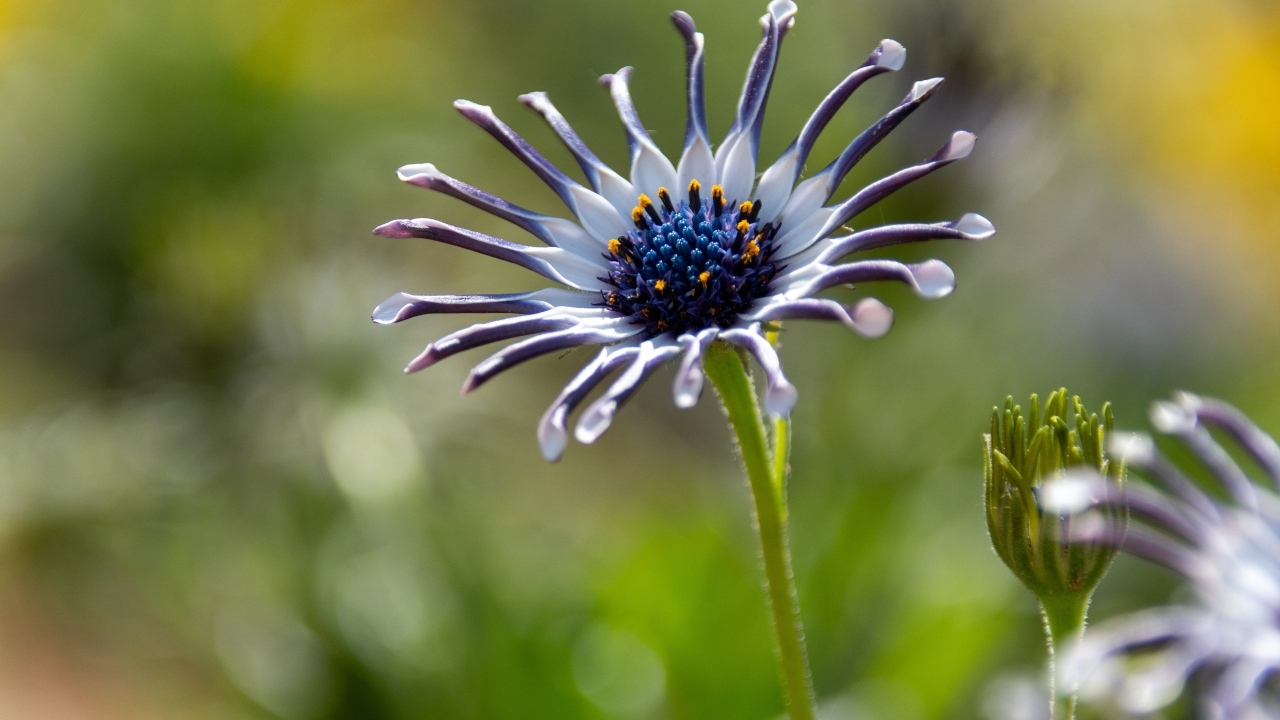 Распускающийся цветок остеоспермум