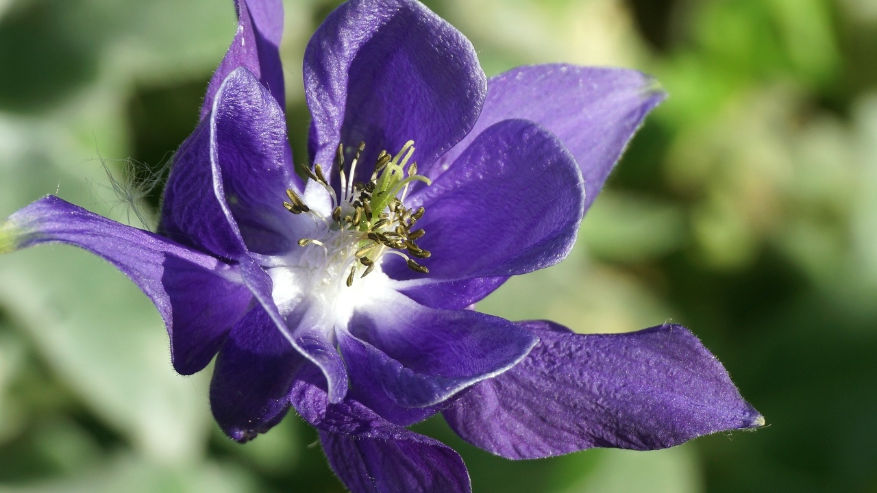 Синий цветок водосбора крупным планом