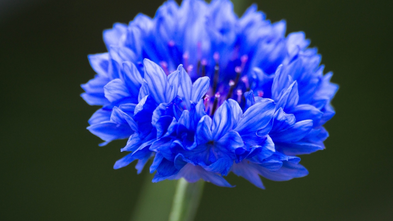 Синий цветок василька крупным планом