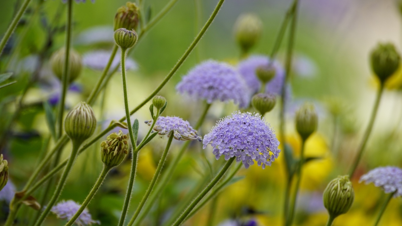 Синий садовый цветок трахимена крупным планом